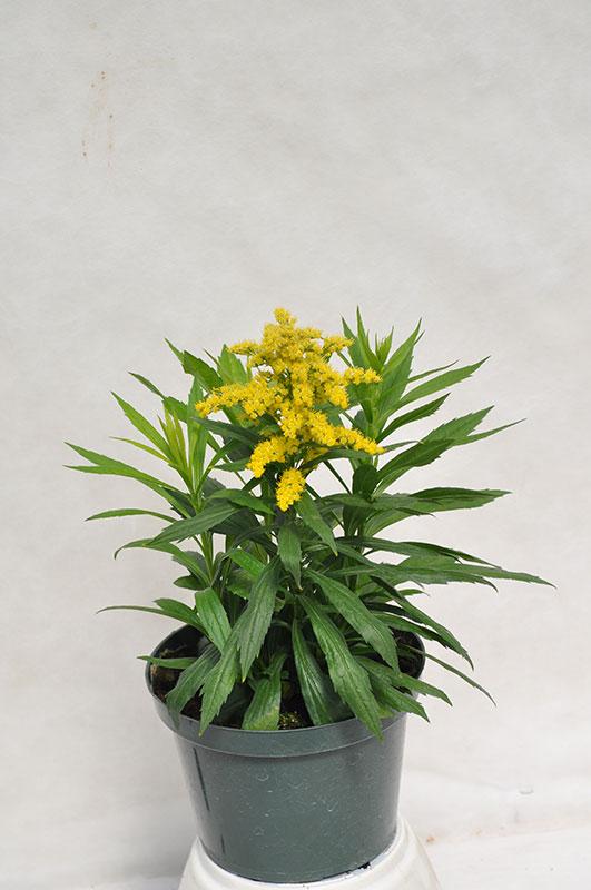 Solidago 'spark Plug' - View 14 from www redcrocus com