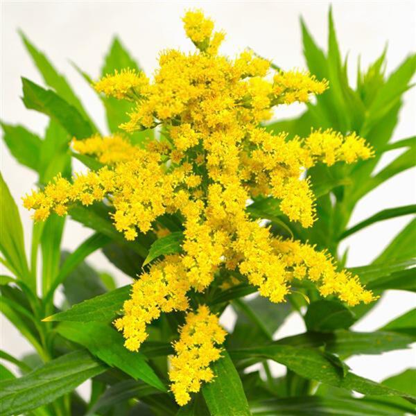 Solidago 'spark Plug' - View 15 from www redcrocus com