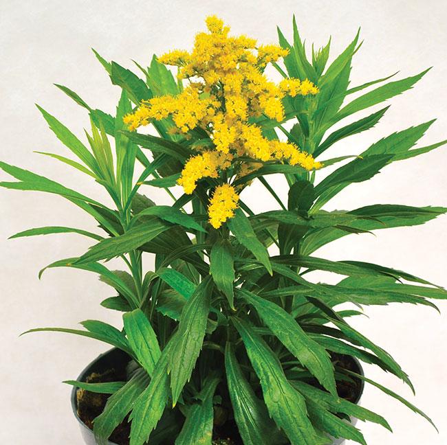 Solidago 'spark Plug' - View 17 from www redcrocus com