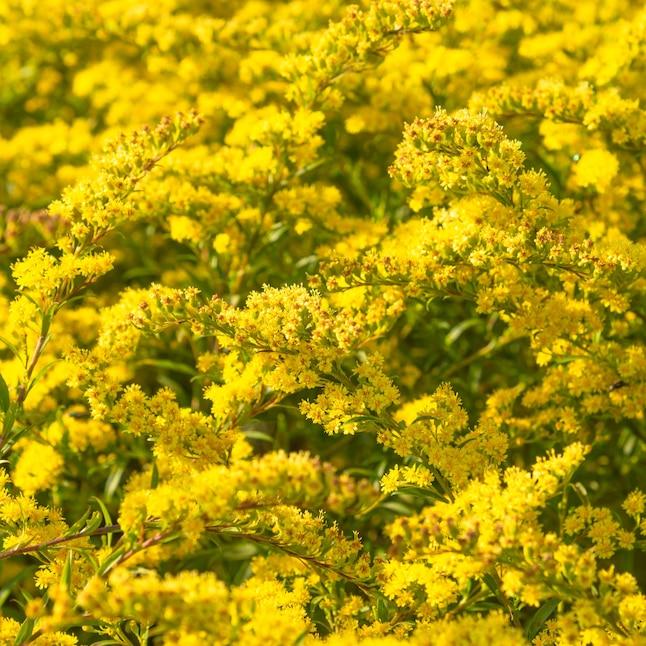 Solidago 'spark Plug' - View 18 from www redcrocus com