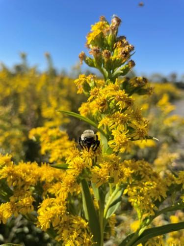Solidago 'spark Plug' - View 19 from www redcrocus com