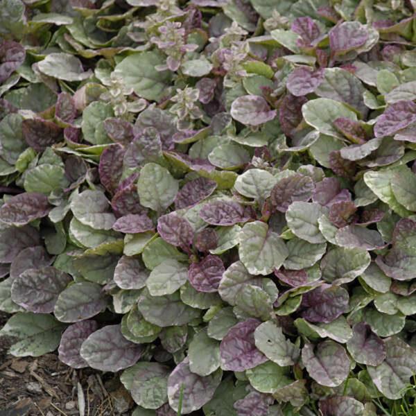 Solidago 'spark Plug' - View 24 from www redcrocus com