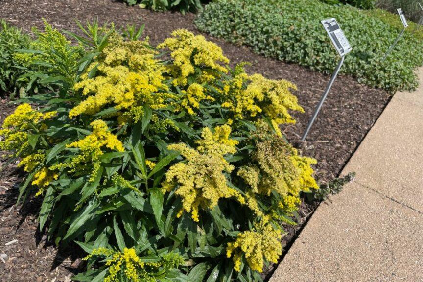 Solidago 'spark Plug' - View 2 from www redcrocus com