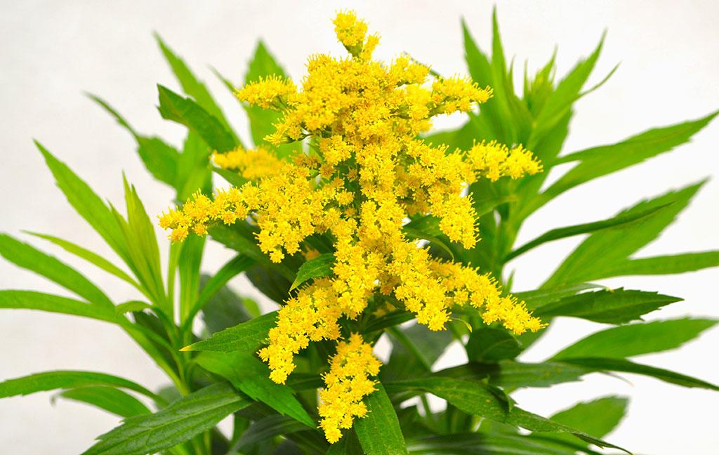 Solidago 'spark Plug' - View 3 from www redcrocus com