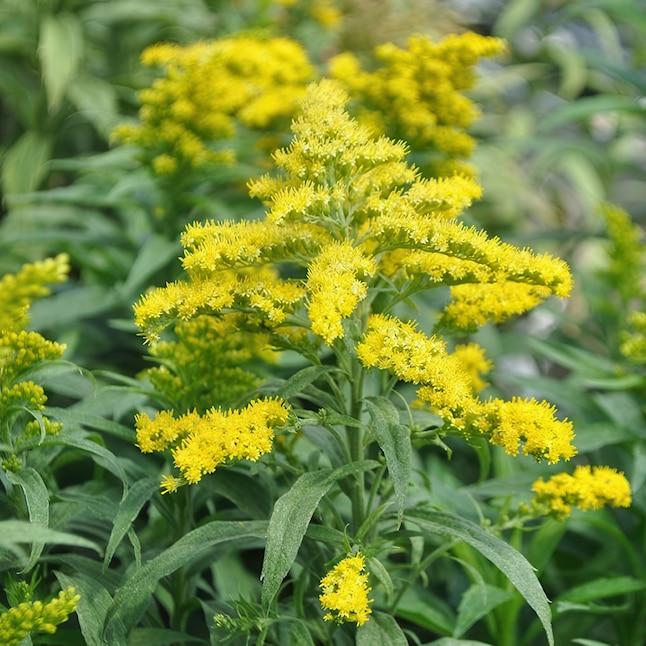 Solidago 'spark Plug' - View 4 from www redcrocus com