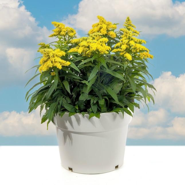 Solidago 'spark Plug' - View 5 from www redcrocus com