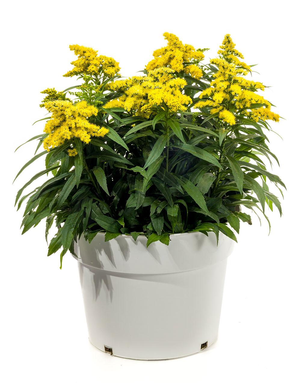 Solidago 'spark Plug' - View 6 from www redcrocus com
