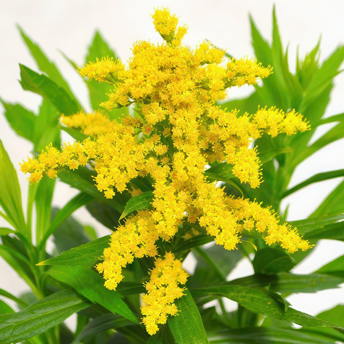 Solidago 'spark Plug' - View 8 from www redcrocus com