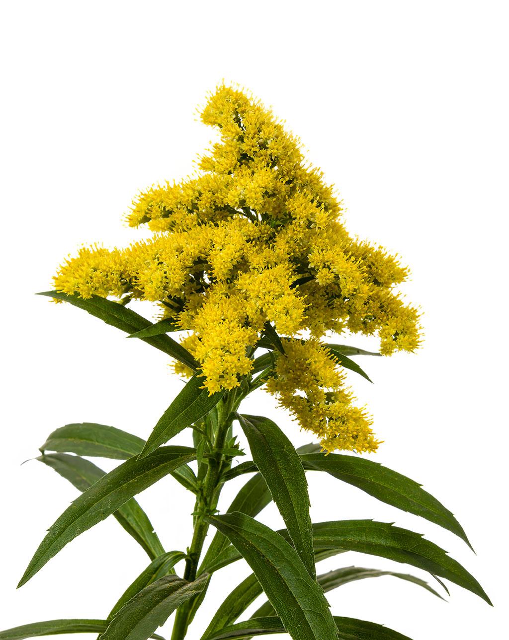 Solidago 'spark Plug' - View 9 from www redcrocus com