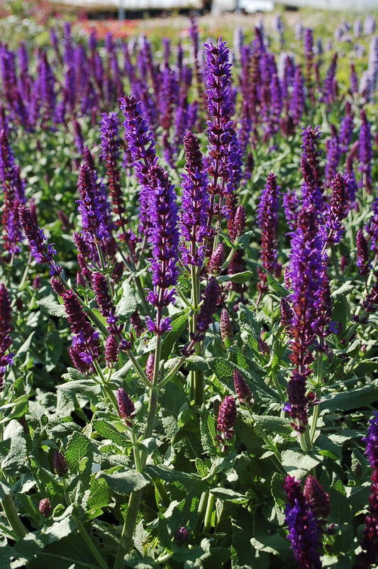 Salvia Nemorosa Lyrical Blue Pink White - View 1 from www redcrocus com