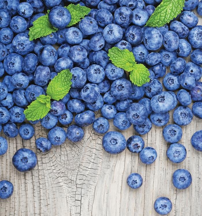 Blueberry Vaccinium Corymbosum Jersey 12 00cdec3c 069b 4881 Be21 B5e714f39c48 from www redcrocus com