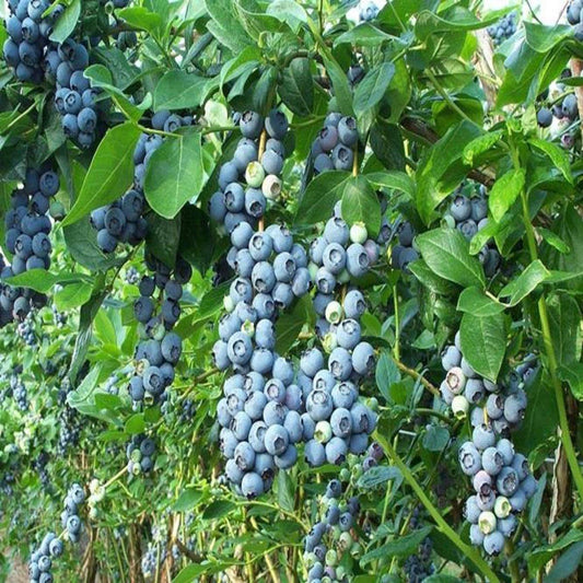 Blueberry Vaccinium Corymbosum Jersey - View 1 from www redcrocus com