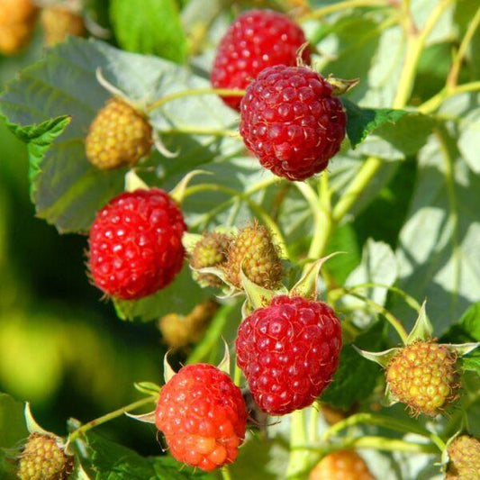 Fruit, Rubus Idaeus 'latham', Raspberry - View 31 from www redcrocus com