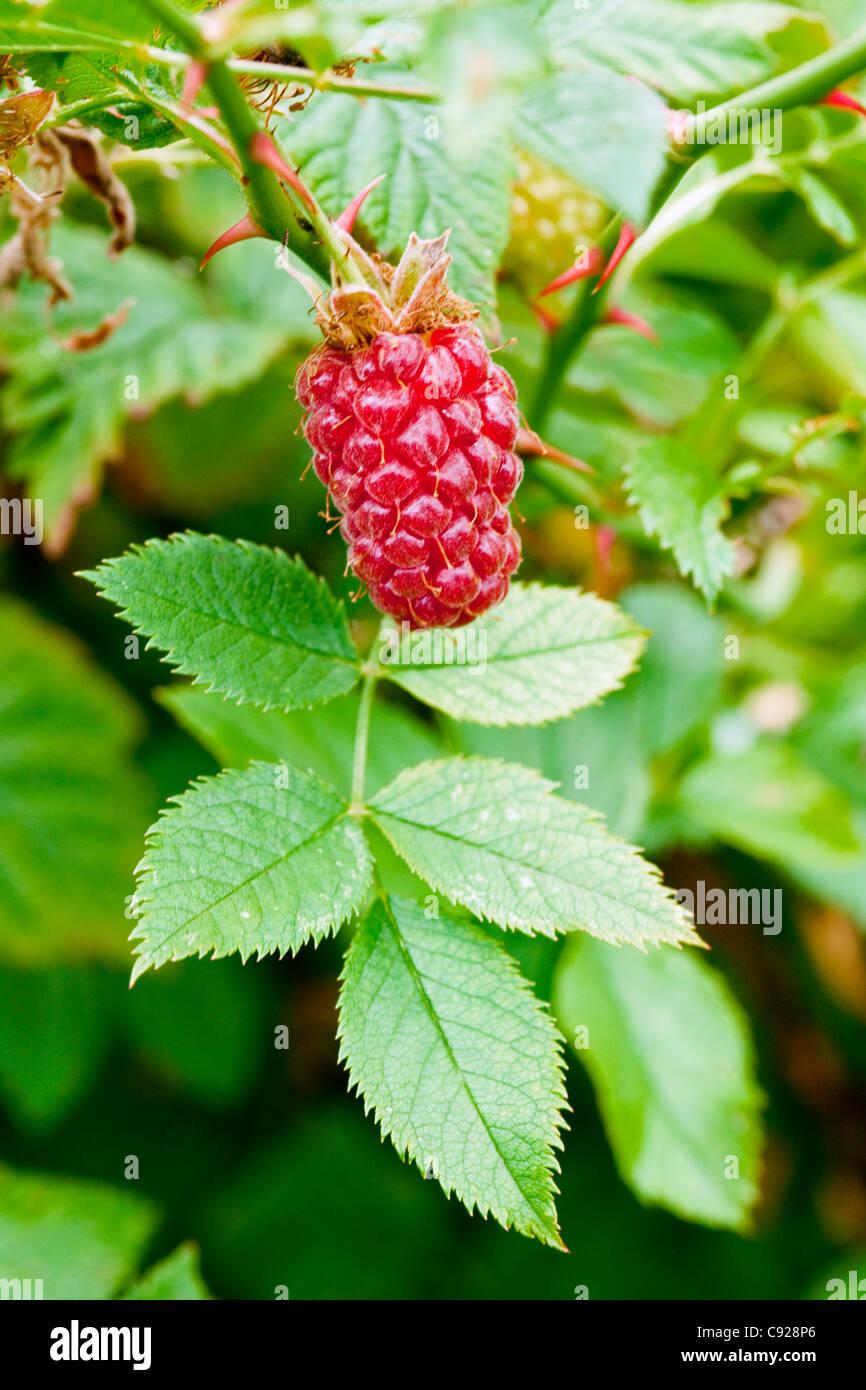 Fruit Rubus Idaeus Latham Raspberry - View 10 from www redcrocus com