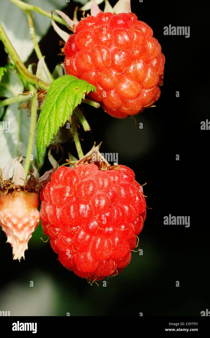 Fruit Rubus Idaeus Latham Raspberry - View 11 from www redcrocus com
