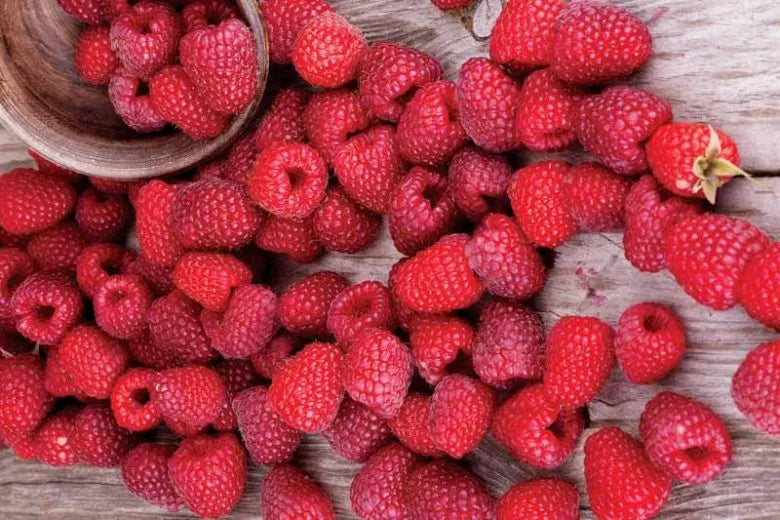 Fruit Rubus Idaeus Latham Raspberry - View 13 from www redcrocus com