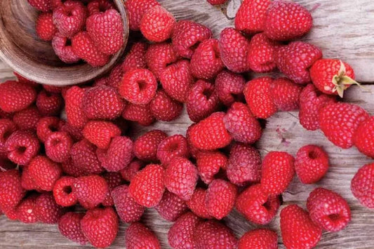 Fruit Rubus Idaeus Latham Raspberry - View 13 from www redcrocus com