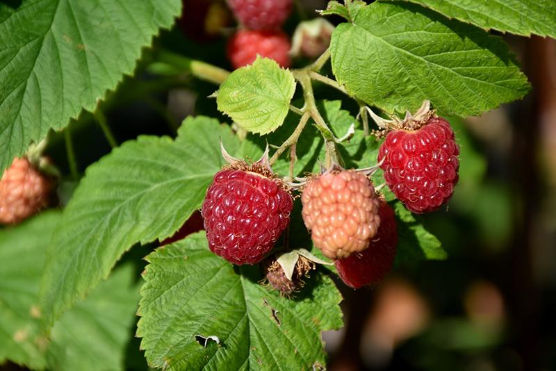 Fruit Rubus Idaeus Latham Raspberry - View 14 from www redcrocus com