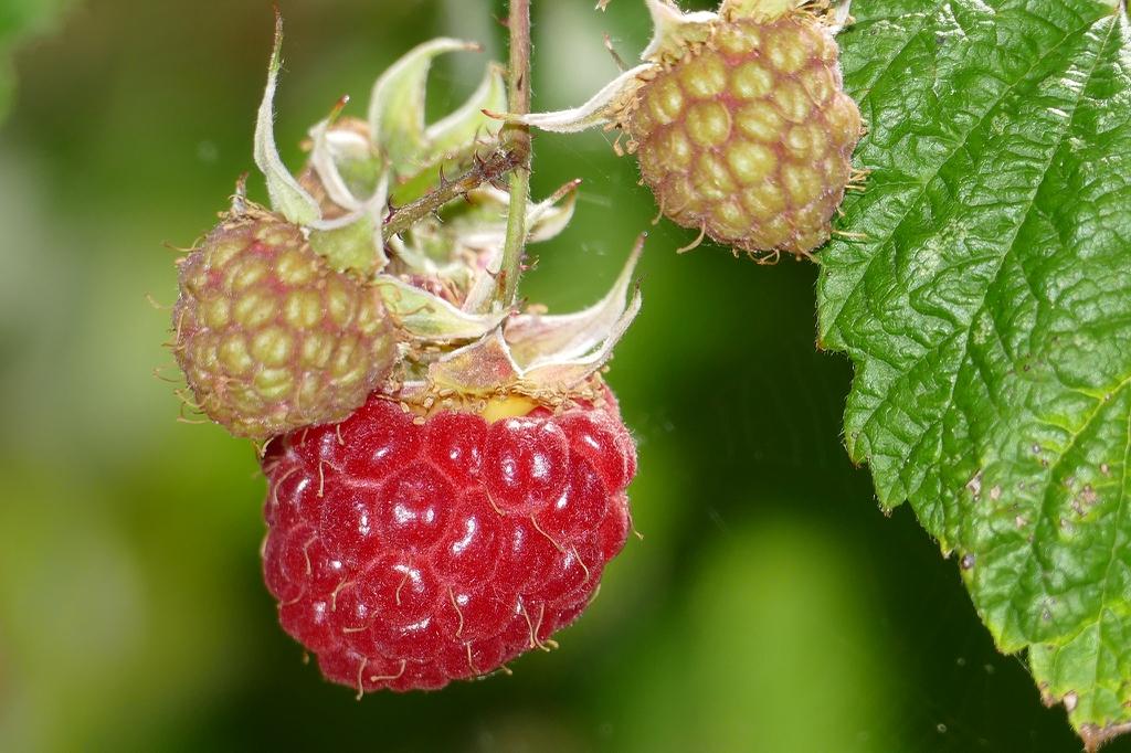 Fruit Rubus Idaeus Latham Raspberry - View 16 from www redcrocus com