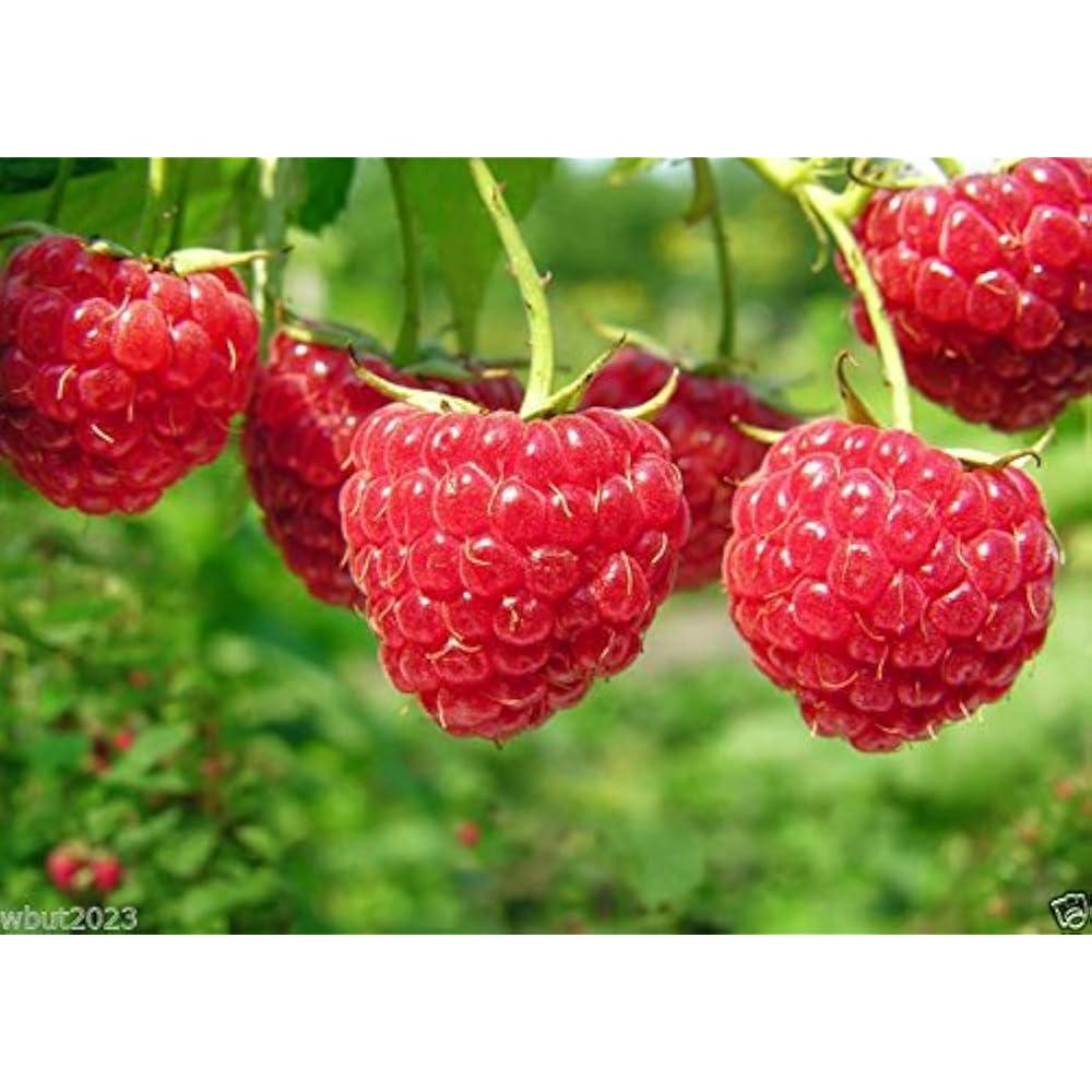 Fruit Rubus Idaeus Latham Raspberry - View 17 from www redcrocus com