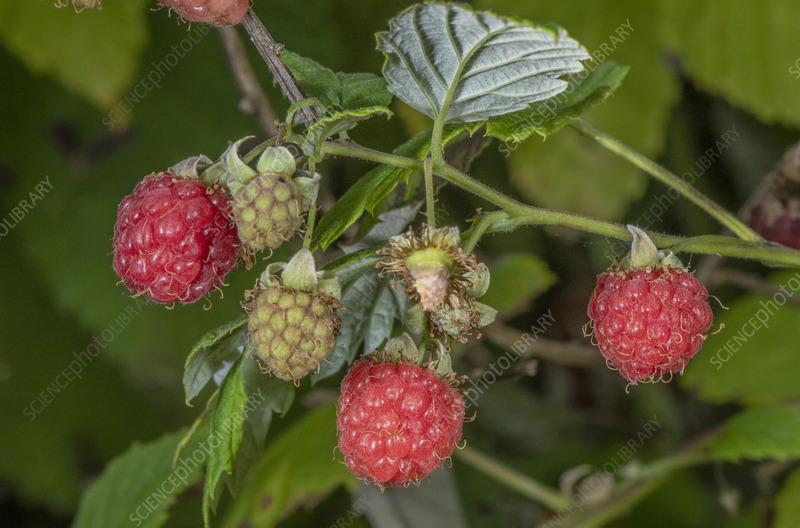Fruit Rubus Idaeus Latham Raspberry - View 18 from www redcrocus com