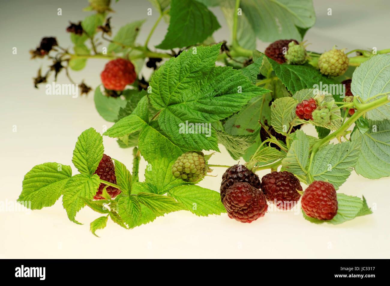 Fruit Rubus Idaeus Latham Raspberry - View 3 from www redcrocus com
