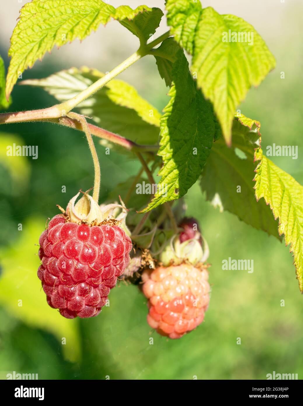 Fruit Rubus Idaeus Latham Raspberry - View 4 from www redcrocus com