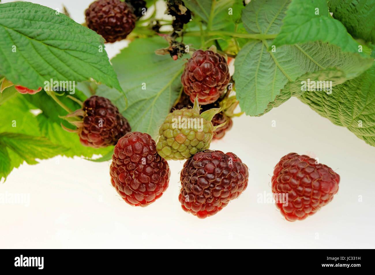 Fruit Rubus Idaeus Latham Raspberry - View 6 from www redcrocus com
