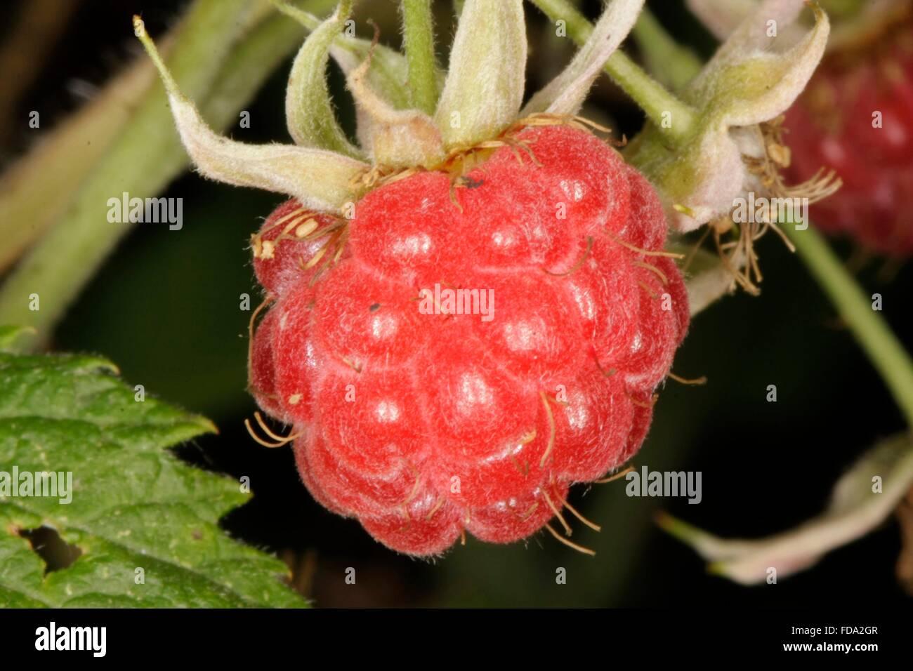 Fruit Rubus Idaeus Latham Raspberry - View 8 from www redcrocus com