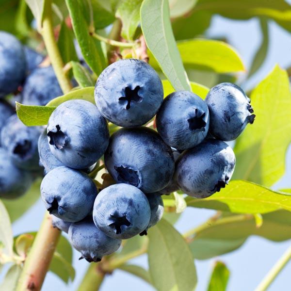 Blueberry Vaccinium Corymbosum Polaris 14 D8e64e0d Ea17 430b A43c 3d49a94dbb30 from www redcrocus com