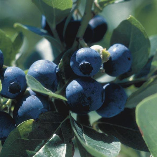 Blueberry Vaccinium Corymbosum Polaris - View 1 from www redcrocus com