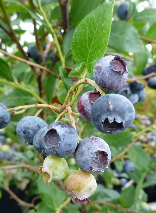 Blueberry Vaccinium Corymbosum Duke - View 1 from www redcrocus com