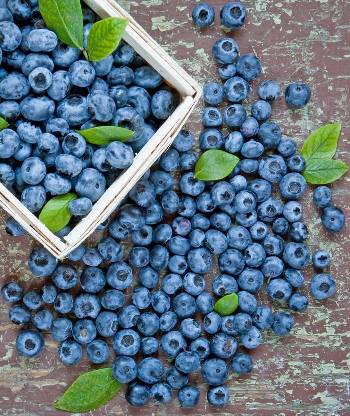 Blueberry Vaccinium Corymbosum Duke 9 9db6aac7 F39d 4e7a 9d0c 6f25fa34d746 from www redcrocus com