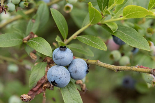 Blueberry Vaccinium Angustifolium Michigan - View 1 from www redcrocus com
