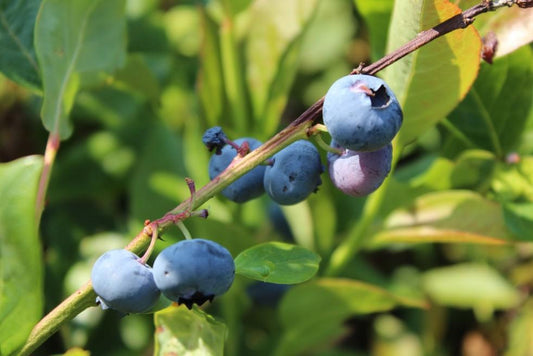 Blueberry Vaccinium Corymbosum Spartan - View 1 from www redcrocus com