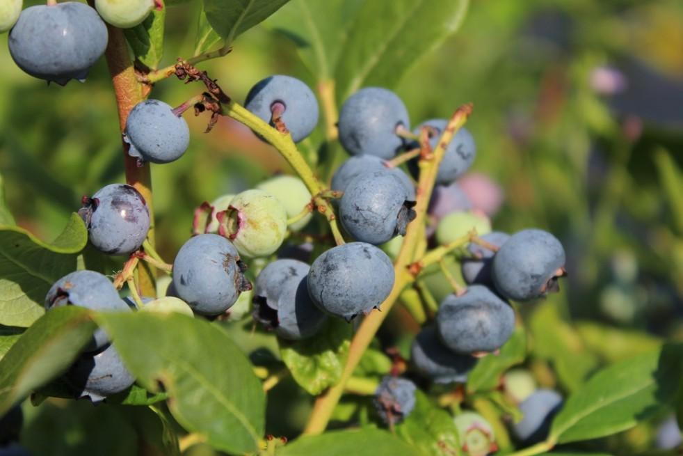 Blueberry Vaccinium Corymbosum Spartan 3 F754f5f2 2c5f 477b B2ad 591fde047771 from www redcrocus com