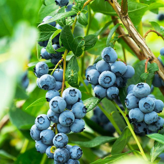 Blueberry Vaccinium Corymbosum Aurora 2 1faca78f Aff1 453b Be08 F6ea1659d49b from www redcrocus com