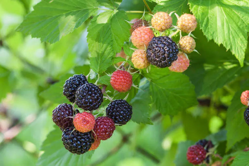 Fruit, Rubus Idaeus 'jewel Black', Raspberry - View 10 from www redcrocus com