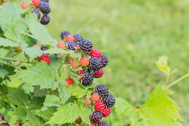 Fruit, Rubus Idaeus 'jewel Black', Raspberry - View 15 from www redcrocus com