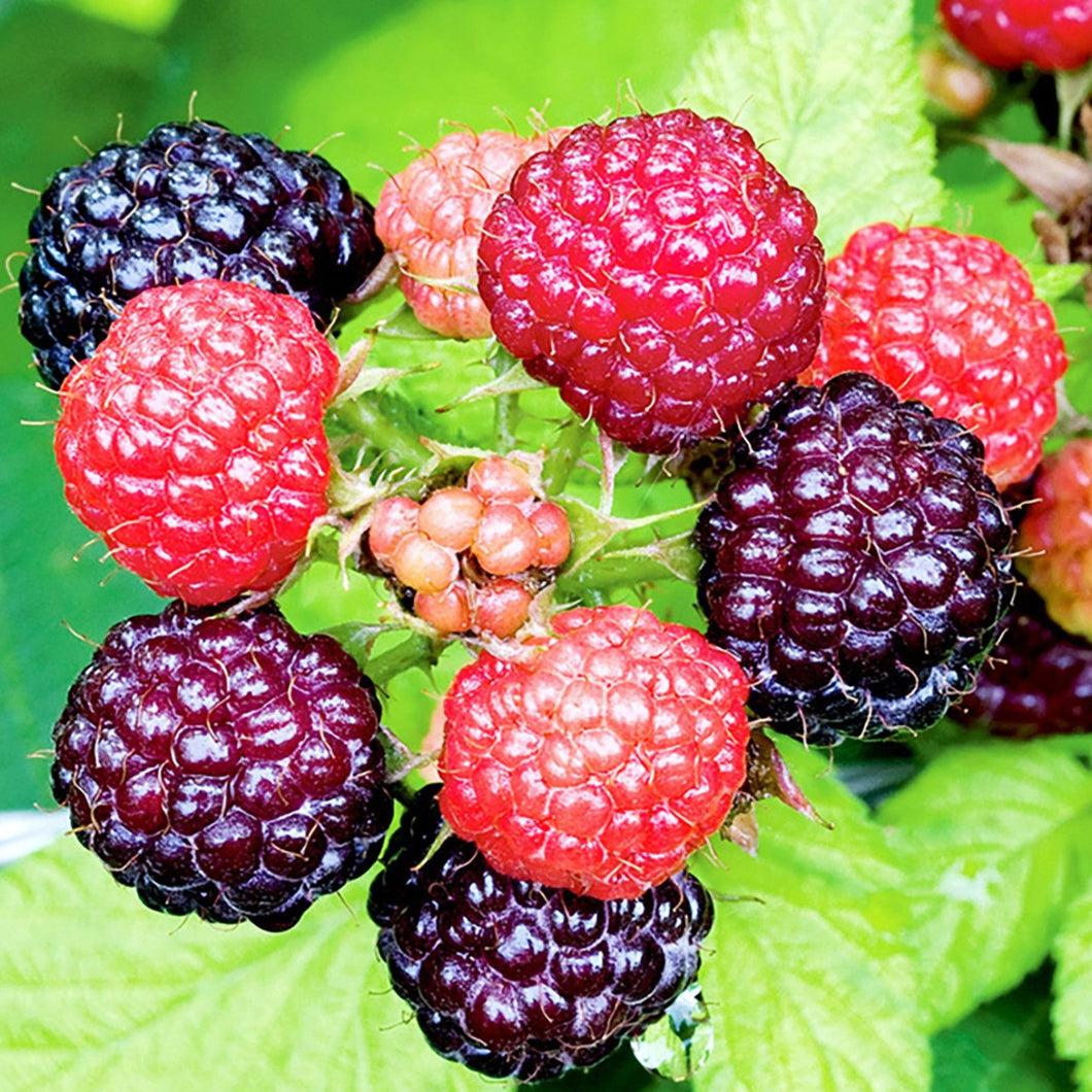 Fruit, Rubus Idaeus 'jewel Black', Raspberry - View 16 from www redcrocus com