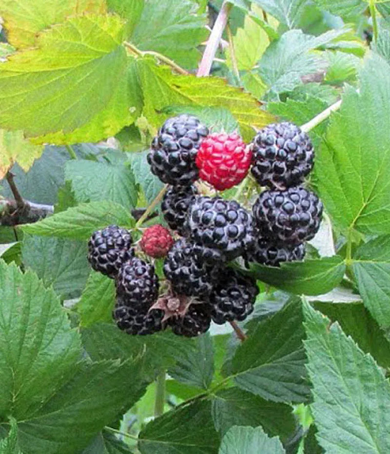Fruit, Rubus Idaeus 'jewel Black', Raspberry - View 17 from www redcrocus com