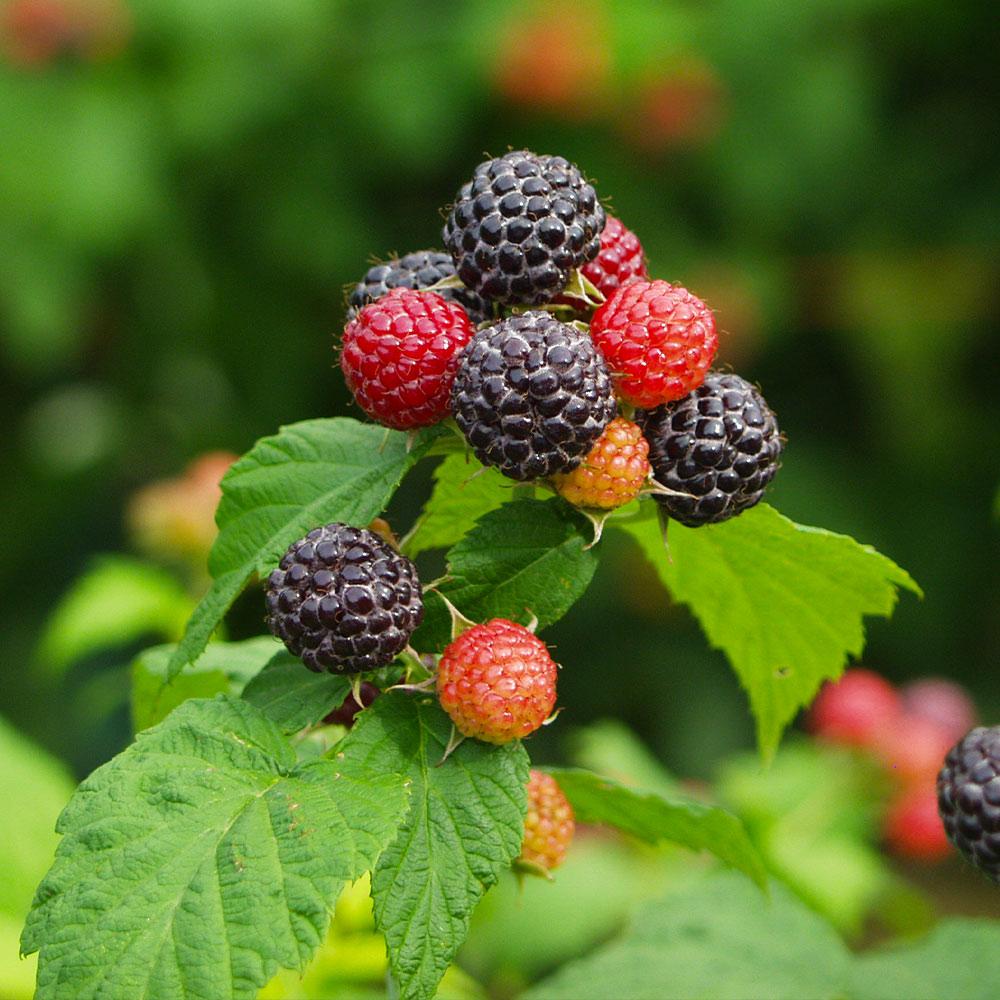 Fruit, Rubus Idaeus 'jewel Black', Raspberry - View 18 from www redcrocus com