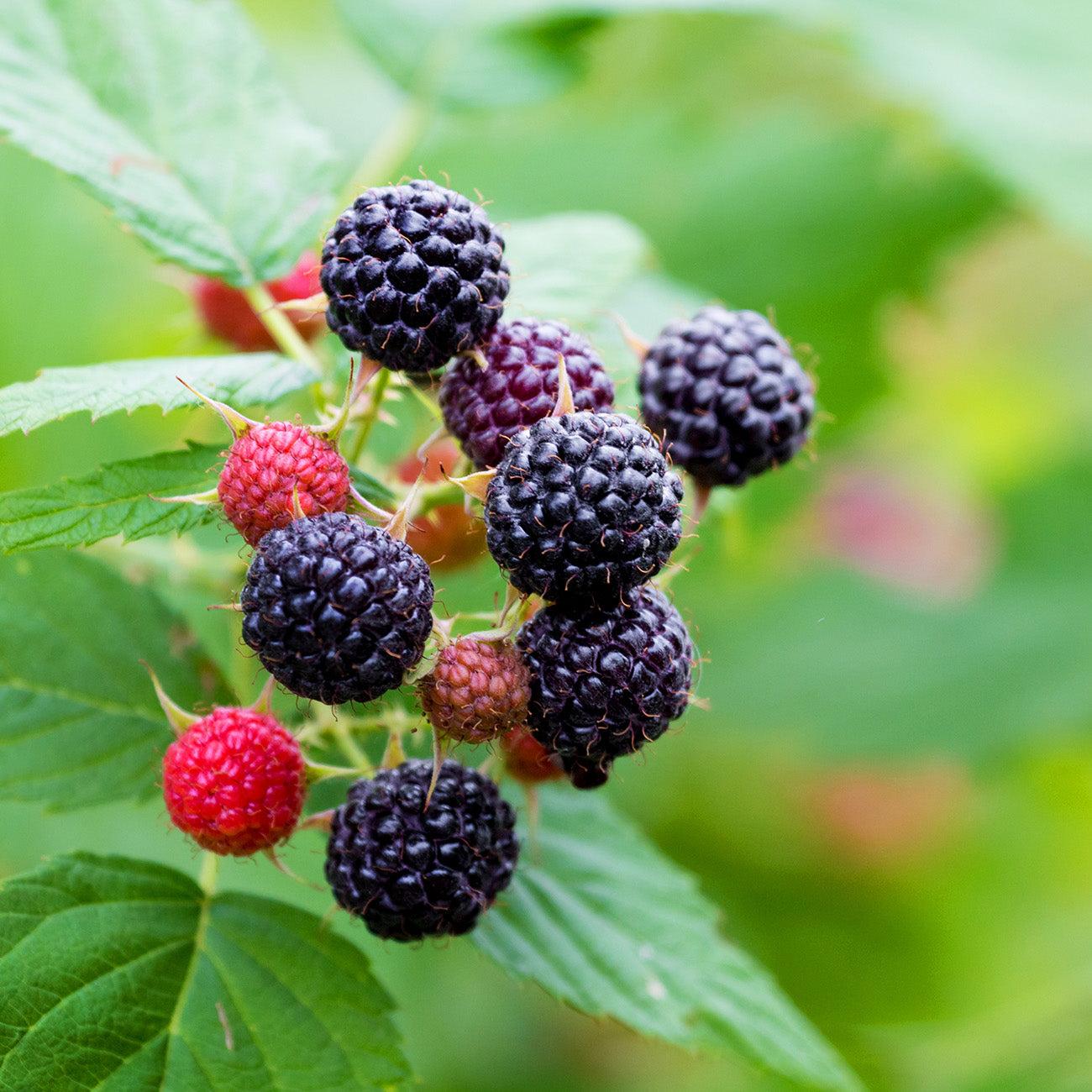 Fruit, Rubus Idaeus 'jewel Black', Raspberry - View 19 from www redcrocus com