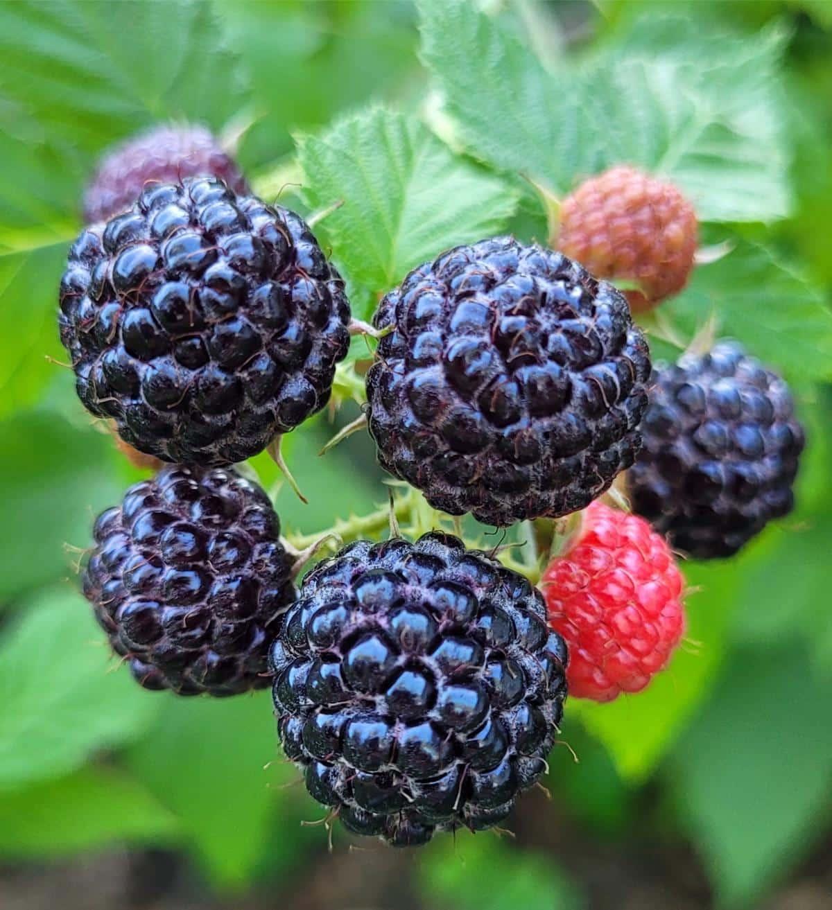 Fruit, Rubus Idaeus 'jewel Black', Raspberry - View 20 from www redcrocus com