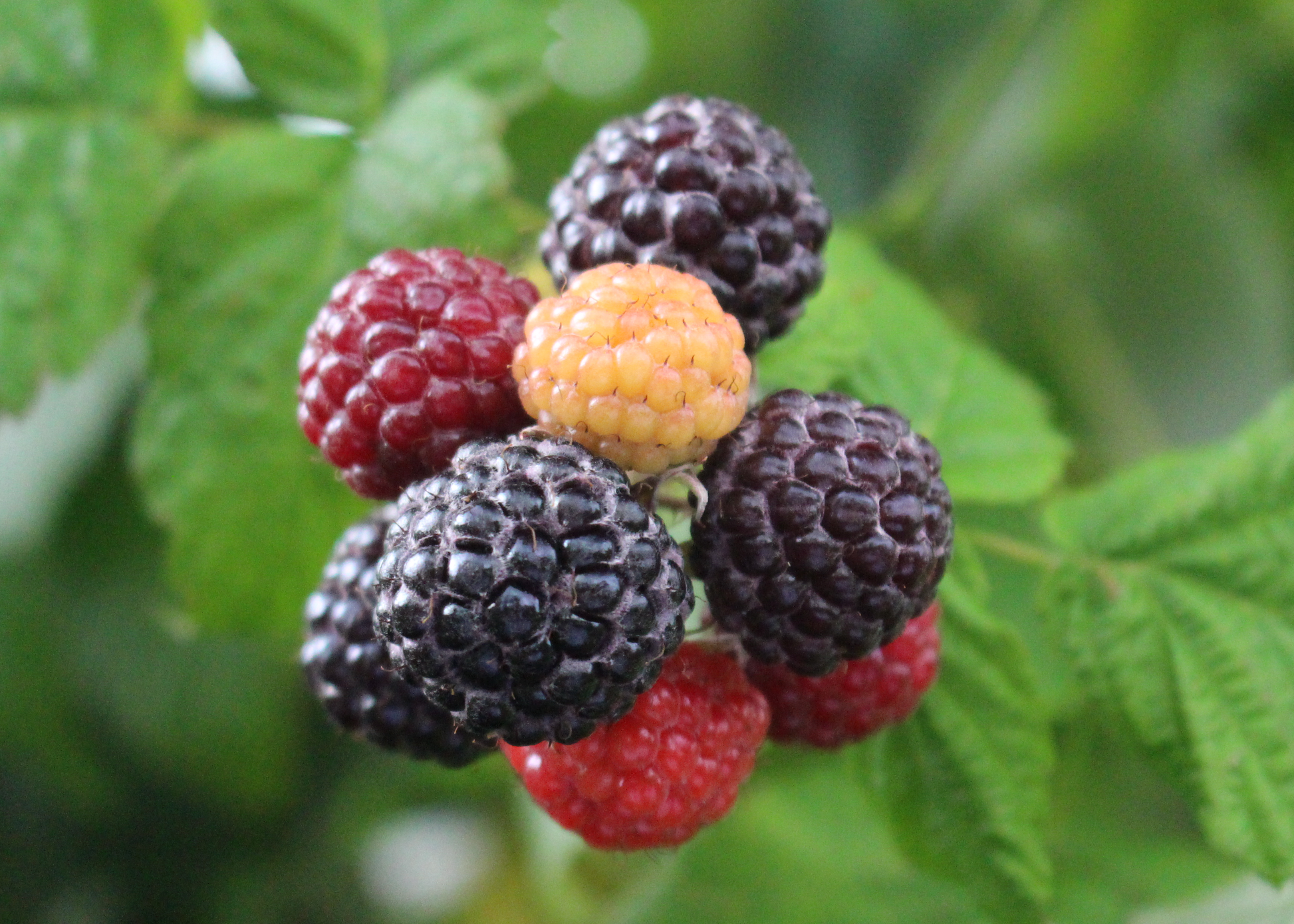 Fruit, Rubus Idaeus 'jewel Black', Raspberry - View 21 from www redcrocus com