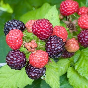 Fruit, Rubus Idaeus 'jewel Black', Raspberry - View 25 from www redcrocus com