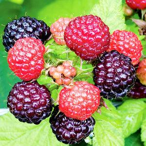 Fruit, Rubus Idaeus 'jewel Black', Raspberry - View 26 from www redcrocus com