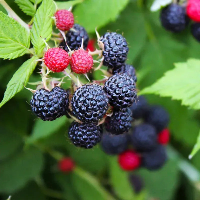 Fruit, Rubus Idaeus 'jewel Black', Raspberry - View 27 from www redcrocus com