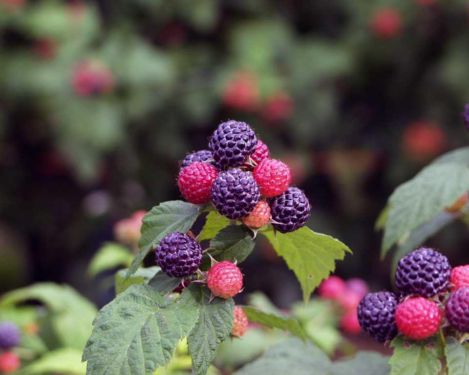 Fruit, Rubus Idaeus 'jewel Black', Raspberry - View 3 from www redcrocus com