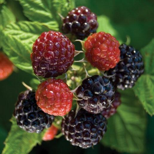 Fruit, Rubus Idaeus 'jewel Black', Raspberry - View 4 from www redcrocus com